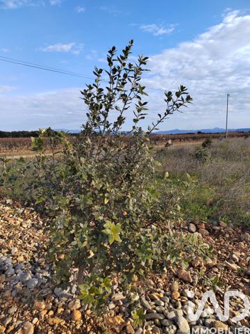 Terrain à vendre 4 952 m² Sainte-Cécile-les-Vignes