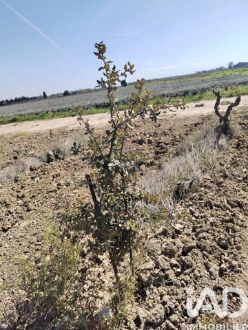 Terrain à vendre 4 952 m² Sainte-Cécile-les-Vignes