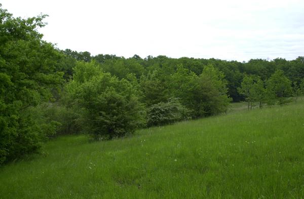 Laroque-Timbaut (47340) ANCIENNE FERME AVEC BOIS ET PRAIRIES