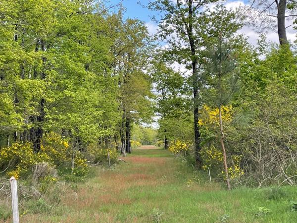 Vente Propriété de chasse de luxe Romorantin-Lanthenay 15 Pièces 530 m²