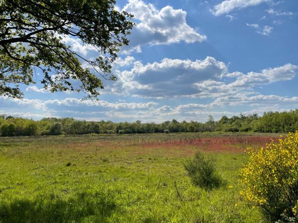 Vente Propriété de chasse de luxe Romorantin-Lanthenay 15 Pièces 530 m²