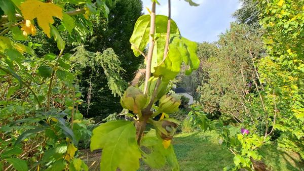 Terrain Les Essarts Le Roi 652 m2