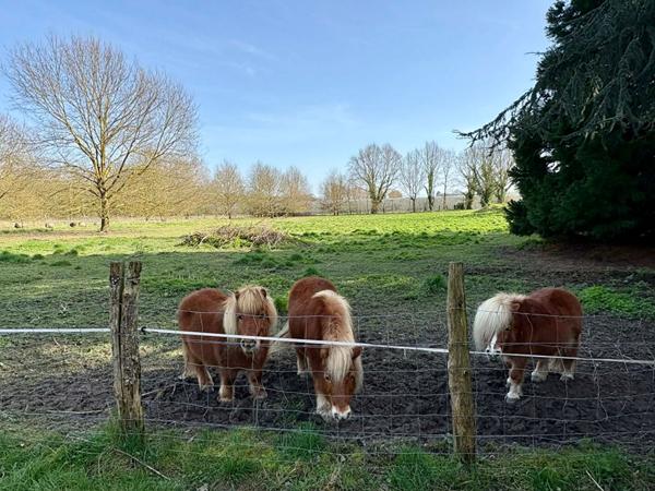 Propriété à vendre à Verrières-en-Anjou avec gîte