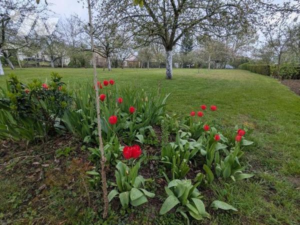 Verger avec un petit bâtiment à vendre à Nogent-le-Rotrou (28400) en Eure-et-Loir (28)

Situé...