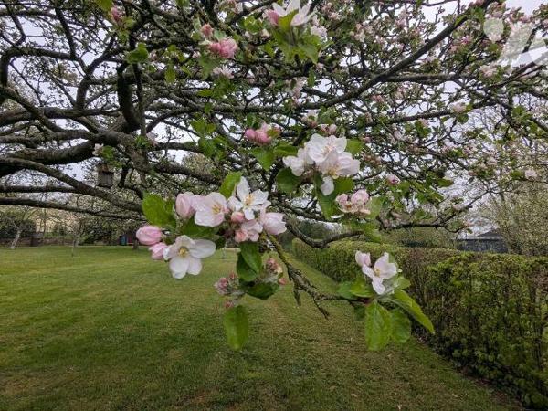 Verger avec un petit bâtiment à vendre à Nogent-le-Rotrou (28400) en Eure-et-Loir (28)

Situé...