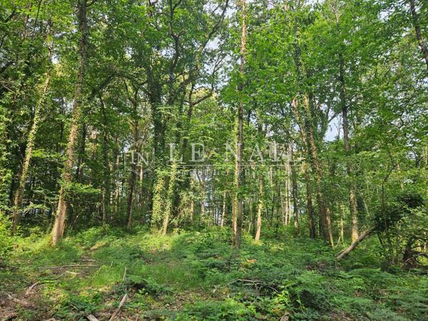 Intéressante forêt à vendre de 61 ha en Haut-Anjou
