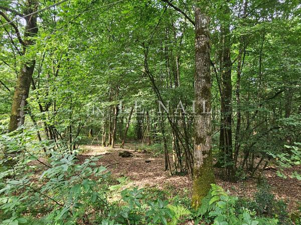Intéressante forêt à vendre de 61 ha en Haut-Anjou