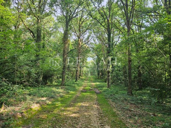 Intéressante forêt à vendre de 61 ha en Haut-Anjou