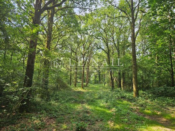 Intéressante forêt à vendre de 61 ha en Haut-Anjou