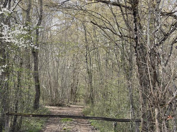 Vente Terrain81490 m² - 1 Pièce - CHEZAL BENOIT (18160)