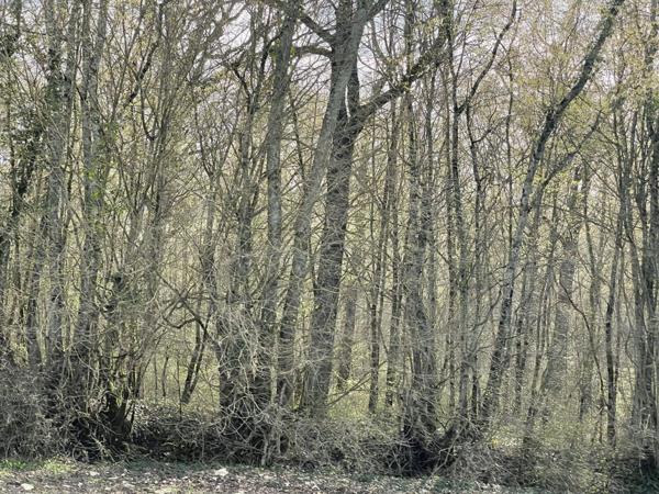 Vente Terrain81490 m² - 1 Pièce - CHEZAL BENOIT (18160)