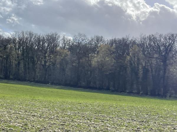 Vente Terrain81490 m² - 1 Pièce - CHEZAL BENOIT (18160)