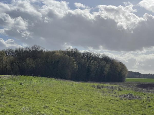 Vente Terrain81490 m² - 1 Pièce - CHEZAL BENOIT (18160)