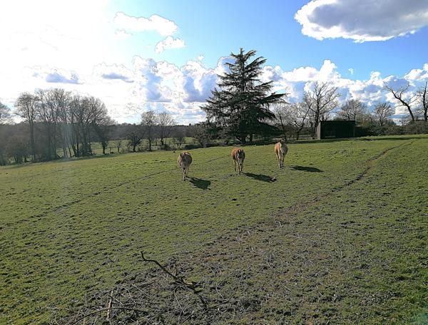 ANCIENNE MAISON DE MAITRE AVEC APPARTEMENTS ET DEPENDANCES EN EXCLUSIVITE