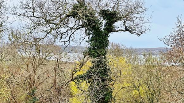 Havre de Paix Contemporain : L’Art de Vivre au Vert