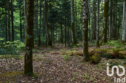 Terrain à vendre 5 340 m² Forges-les-Bains