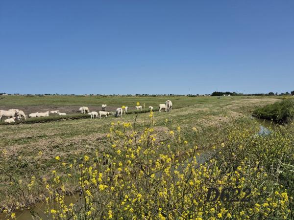 Vente / Terrain