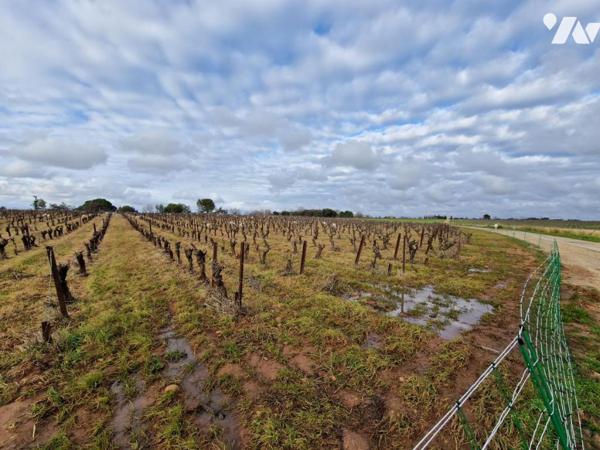 Terre agricole plantée en vignes et terre nue.