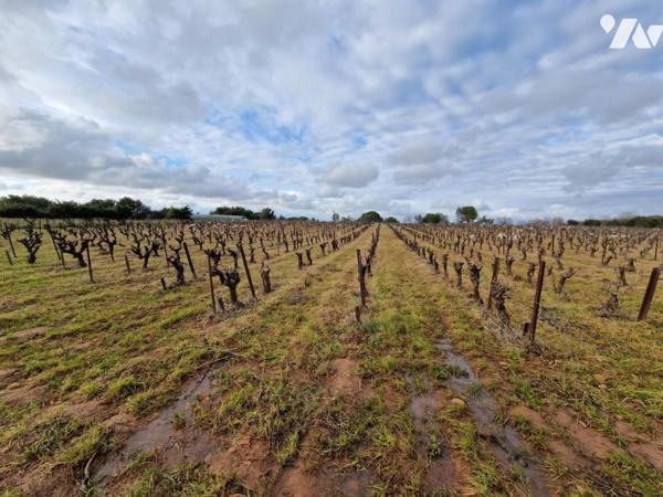 Terre agricole plantée en vignes et terre nue.