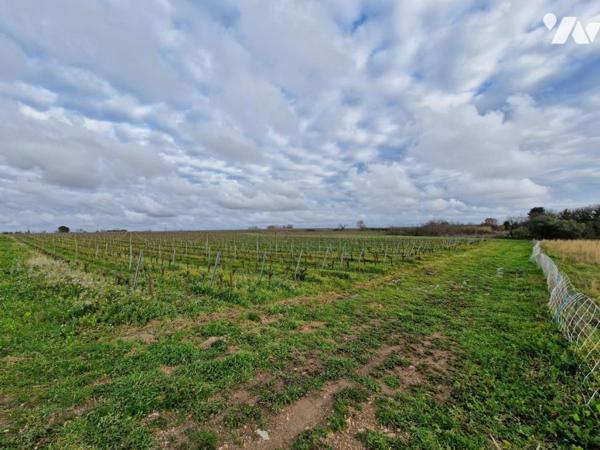 Terre agricole plantée en vignes et terre nue.