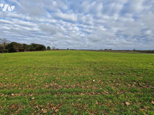 Terre agricole plantée en vignes et terre nue.