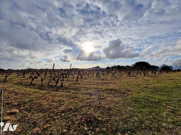 Terre agricole plantée en vignes et terre nue.