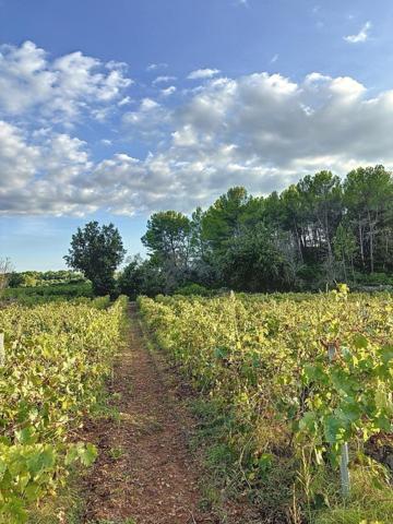 Terrain Viticole à Cotignac - 7040 m² en AOP