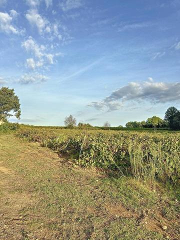 Terrain Viticole à Cotignac - 7040 m² en AOP