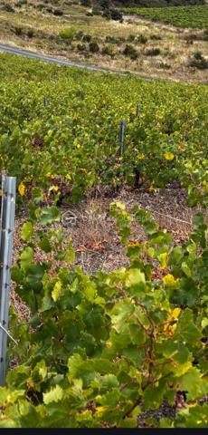 Terrain viticole de 4 915 m²