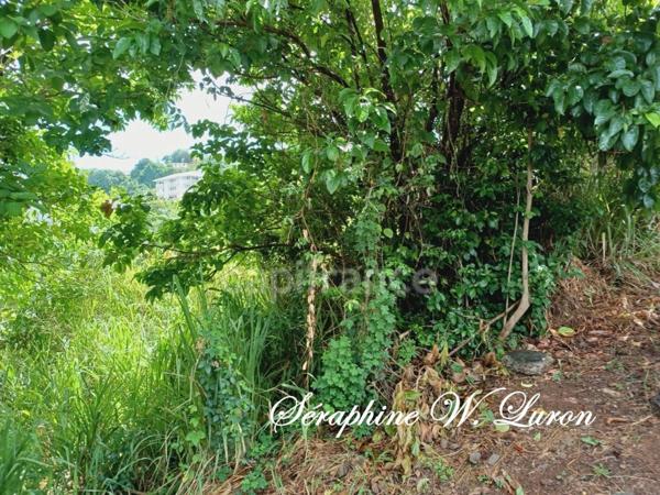 Terrain à bâtir - La Trinité 97220 - 2245 m² - 220 000 €