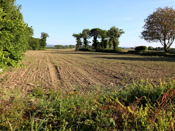 Terrain à vendre à Landeleau (29530) - Finistère