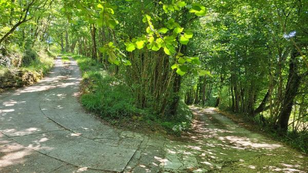 Entre Plazac et Rouffignac ! Maison au coeur de la forêt. 2 chambres. Possibilité 3 ch. Sous-sol. Terrain boisé: 12642 m2