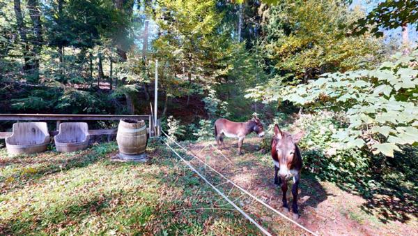 AUDE - AUBERGE - DOMAINE FORESTIER - 5 HECTARES