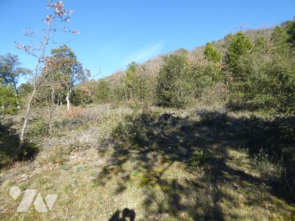propriété rurale et terrain attenant de plus de 1ha dont parcelle boisée dans quartier calme ,