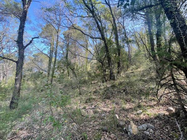 terrain en zone boisé