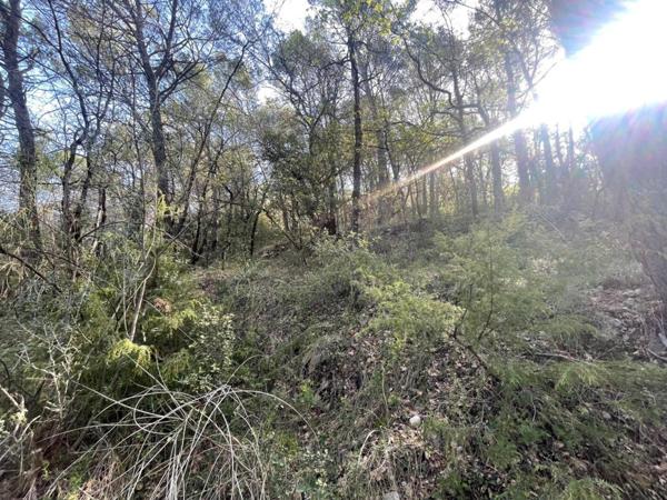 terrain en zone boisé