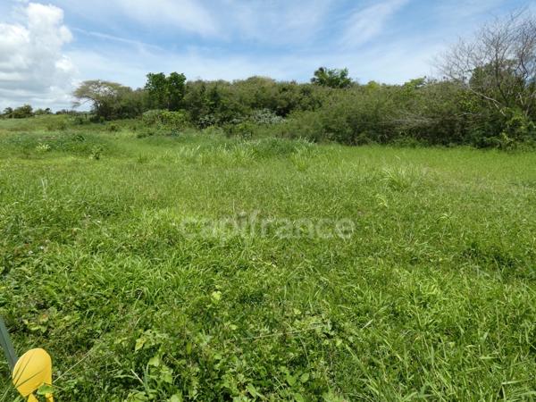 Terrain à vendre  de 1811 m² sur LE MOULE (971)