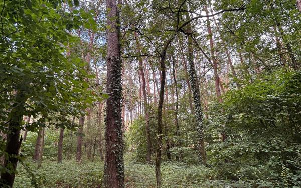 Maison à vendre    4 pièces •  Saint-Laurent-Nouan