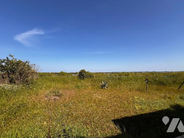 Vue sur la guillemette