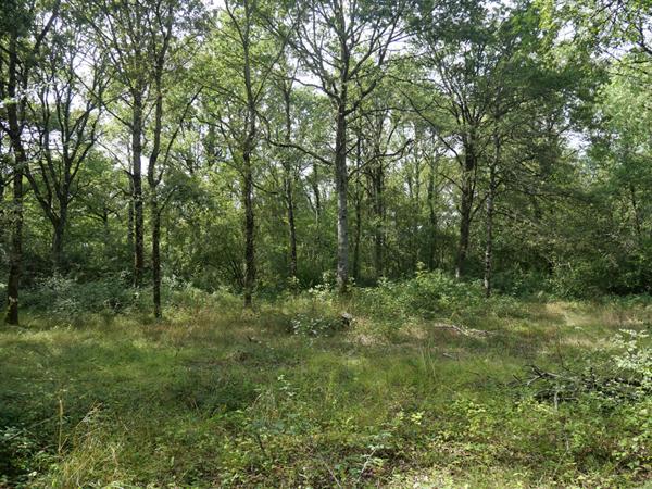 Terrain Cuffy + de 2 hectares, sous-bois, puits, 10' NEVERS, campagne, clos