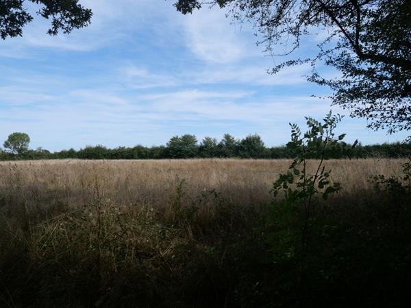 Terrain Cuffy + de 2 hectares, sous-bois, puits, 10' NEVERS, campagne, clos