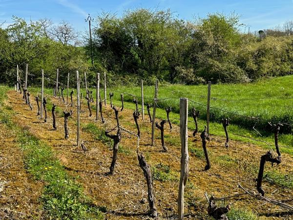 Dpt Gers (32), à vendre MONTREAL maison gasconne de 222m2 avec gîte et piscine - 1,5 hectare