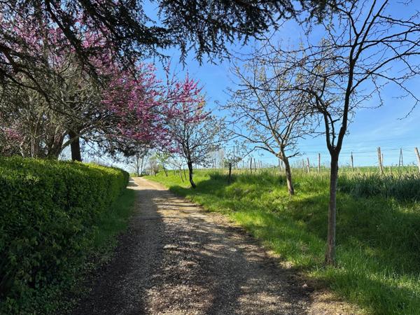 Dpt Gers (32), à vendre MONTREAL maison gasconne de 222m2 avec gîte et piscine - 1,5 hectare