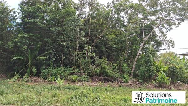 Terrain d'exception de 10 000 m² (1 ha) à Montsinéry-Tonnegrande – Secteur Champs Virgile / La Carapa