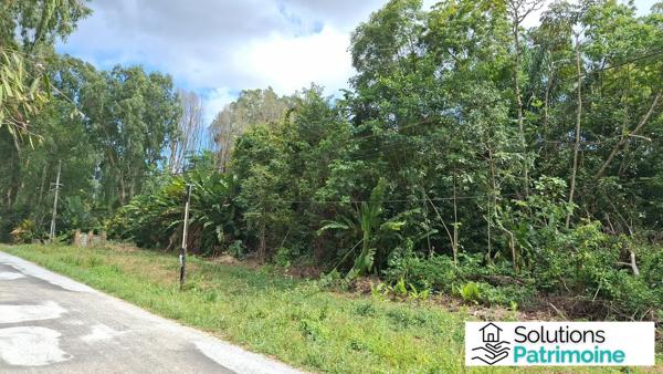 Terrain d'exception de 10 000 m² (1 ha) à Montsinéry-Tonnegrande – Secteur Champs Virgile / La Carapa