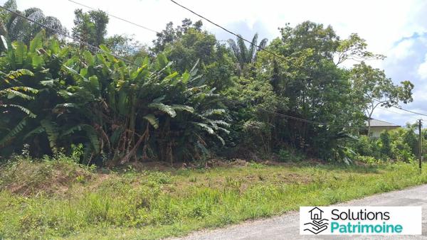 Terrain d'exception de 10 000 m² (1 ha) à Montsinéry-Tonnegrande – Secteur Champs Virgile / La Carapa