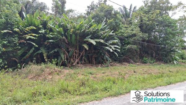 Terrain d'exception de 10 000 m² (1 ha) à Montsinéry-Tonnegrande – Secteur Champs Virgile / La Carapa