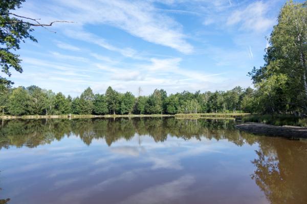 Vente Propriété de chasse de luxe Lamotte-Beuvron 13 Pièces 710 m²