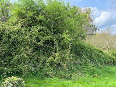 Bois à vendre à Saint-Senier-de-Beuvron dans la Manche (50240), ref : 12541/2174