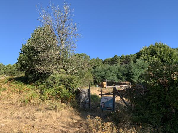 Porto-Vecchio (20137) Terrain à bâtir en lisière de forêt à Cartalavone